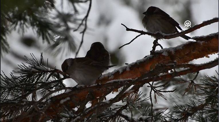 Sarıkamış beyaza büründü - Resim: 1